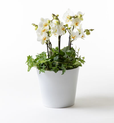 Hvit orkidesammenplanting medium Hvit orkidesammenplanting medium